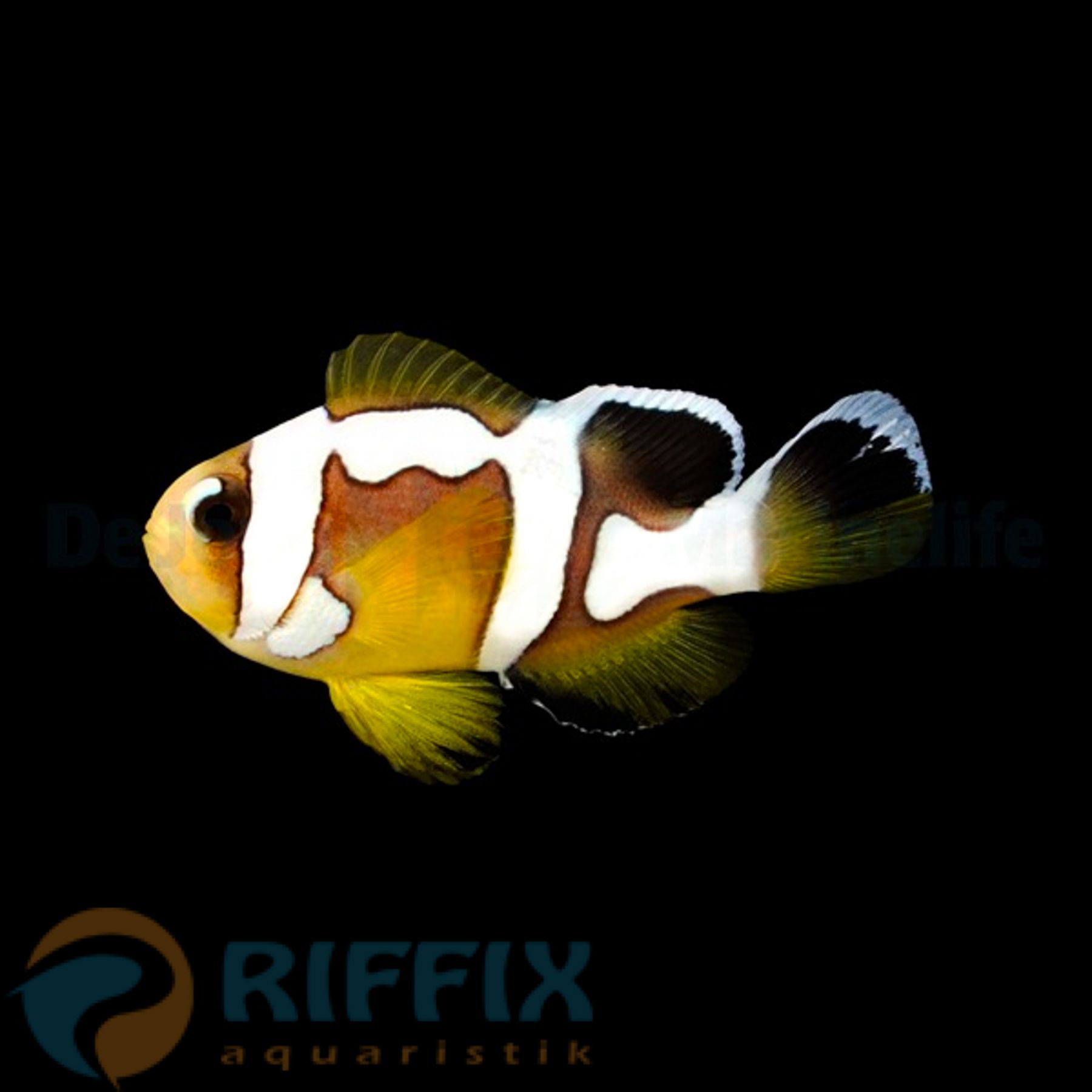 Amphiprion bicinctus (Spotcinctus) – Zweibinden-Anemonenfisch (Nachzucht)